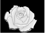 Trandafir Alb negru