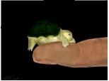 Little turtle