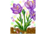 Irisi :)  florile mele preferate