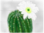 Floare de cactus albă