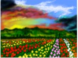 flowers-field