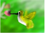 O pasare colibri