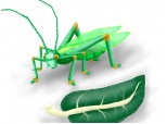O lacusta verde cu picioare si antene lungi