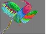 papagal multicolorat