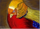 Fazan auriu pentru concursul lui Sample Parrots