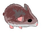 un hamster
