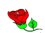 beautifull rose