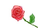 rose red rose