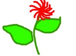 o fromoasa crizantema