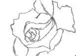 rose (schita)