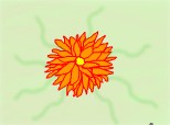 Crizantema