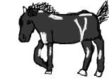 A Black horse