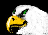 Bald Eagle - A bald eagle