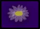 floare violet