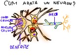 neuronul