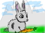 a bunny