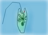 euglena verde
