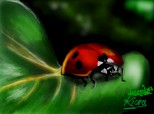 lady bug