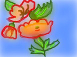 floarea de mac