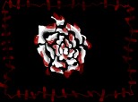 rose with bleed (am uitat,cum se spune la sange? )