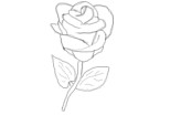 trandafir....for u