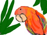 Papagal multicolor