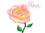 .....Rose....