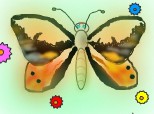Oranblack butterfly