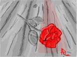 a  beatifull rose
