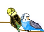 Doi papagali
