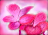 floricele roz(cu coditza)