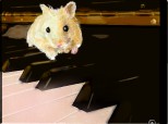 The Hamster s Raphsody No 6 in G Sharp Minor