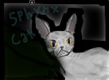 Sphynx cat :X