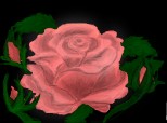 trandafir rozaliu