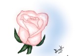 A simple rose