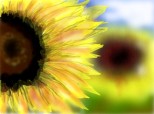 Floarea Soarelui
