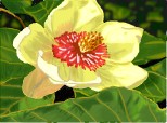 o floare de magnolie pt cea mai talentata floare a site-ului