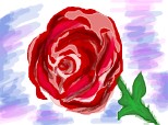 rose...