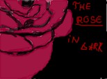 the rose in dark