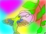 pasarea   colibry
