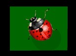 ...ladybug...