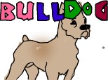 bulldog maro