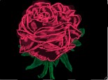 trandafirul Rosolino