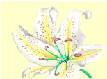floare de crin