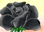 black rose [:X]
