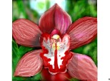 Colaborare corny_th si Alissa....orhidee pentru razana si essenza...
