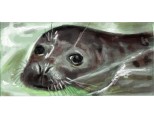 o foca dragutza foc:)