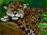 lazy jaguar
