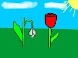 un ghiocel ji un trandafir:))