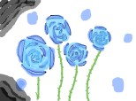 trandafiri mei albastrii